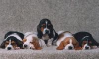 basset hounds