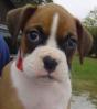 boxer