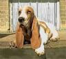 hound